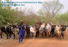 Un troupeau de vaches divague dans le champ de son marabout, un jeune disciple fusille le berger