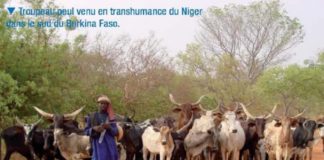 Un troupeau de vaches divague dans le champ de son marabout, un jeune disciple fusille le berger