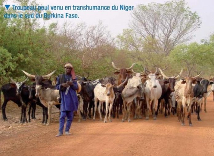 Un troupeau de vaches divague dans le champ de son marabout, un jeune disciple fusille le berger