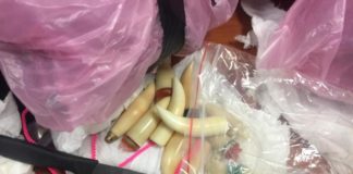 Opération « Tonnerre » 2020 : Des produits et organes d’espèces menacées saisis par la Douane à l’Aibd