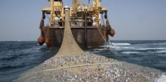 Rapport: Greenpeace accuse des navires chinois de pêche illicite au large du Sénégal