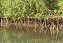 Tendouck : Les eaux et forêts offre un matériel d’une valeur de 30.000.000 FCFA pour la restauration de la mangrove