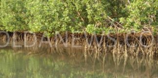 Tendouck : Les eaux et forêts offre un matériel d’une valeur de 30.000.000 FCFA pour la restauration de la mangrove