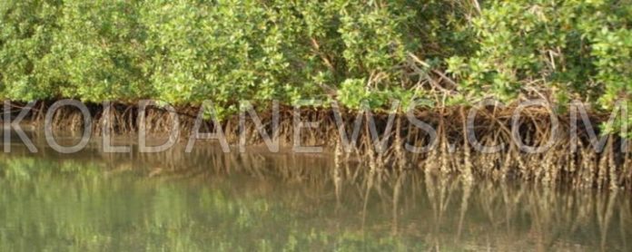 Tendouck : Les eaux et forêts offre un matériel d’une valeur de 30.000.000 FCFA pour la restauration de la mangrove