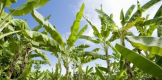 Le premier E-learning agricole en Afrique verra bientôt le jour au Sénégal.
