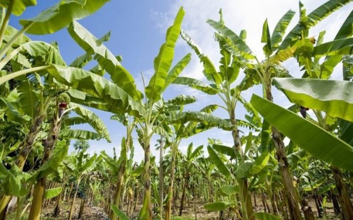 Le premier E-learning agricole en Afrique verra bientôt le jour au Sénégal.