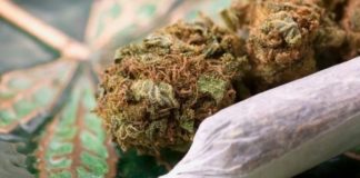 Ziguinchor: Un dealer âgé de 22 ans, arrêté