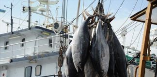Espagne : L’accord de pêche entre l’UE et le Sénégal suscite déjà des critiques