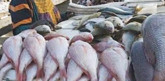 Abdoulaye Diouf Sarr : «La maladie n’est pas contagieuse, les Sénégalais peuvent manger du poisson»