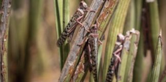 Riziculture de la vallée des rats et des criquets dévastent les champs