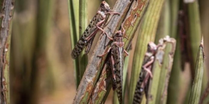 Riziculture de la vallée des rats et des criquets dévastent les champs