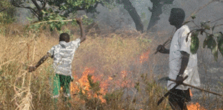 Drame à Médinatou Salam 2 : un incendie ravage plusieurs champs
