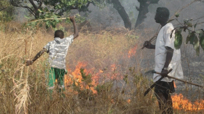 Drame à Médinatou Salam 2 : un incendie ravage plusieurs champs