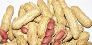 Hausse du prix du kilogramme d’arachide au producteur: A Diourbel, le montant jugé acceptable, mais…