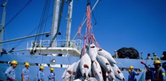Accord avec l’Ue : Le Sénégal permet à l’Europe de pêcher des tonnes de poissons dans ses eaux