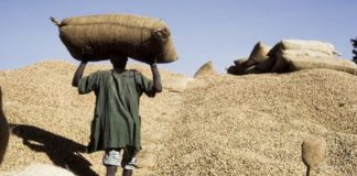 Campagne arachidière: les contrôleurs économiques de Vélingara accusés d’arnaquer les opérateurs