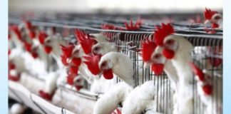 Le Burkina Fasso suspend les importations de volailles en provenance du Sénégal