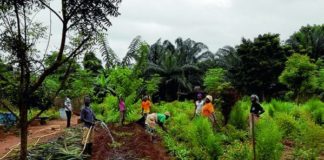 Un demi-milliard d’Africains menacés d’insécurité alimentaire par les maladies des plantes agricoles