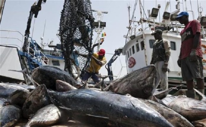 Implantation d’une Amp à Somone : Les acteurs locaux de la pêche disent niet