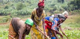 Production agricole : L’accès au foncier demeure un frein pour les femmes