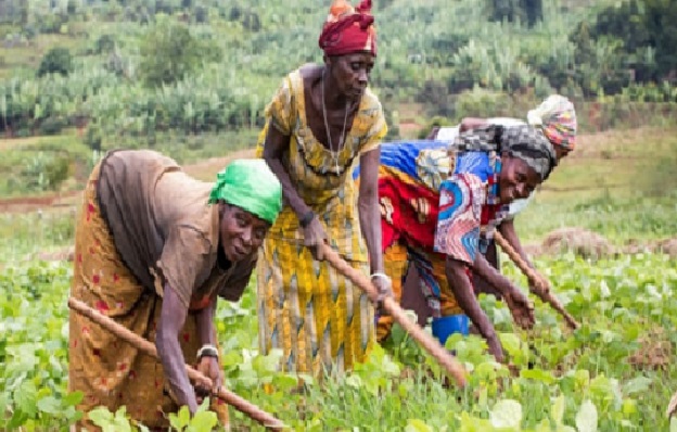 Production agricole : L’accès au foncier demeure un frein pour les femmes