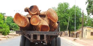Trafic de bois dans la Basse Casamance : Le cri de cœur de Mamadou Diop Decroix