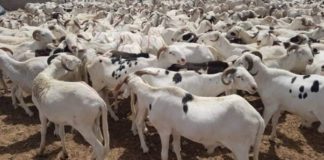 Tabaski-2021 : Sérieuses menaces sur l'approvisionnement en moutons
