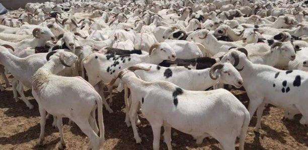 Tabaski-2021 : Sérieuses menaces sur l'approvisionnement en moutons