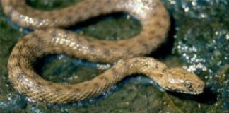 Présence de chiens, de reptiles, pollution...: «Les typhas dans les bassins constituent un danger pour les populations», selon les riverains
