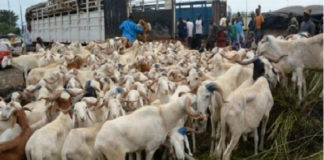 Menace pour la Tabaski : Vers le boycott du transport des moutons