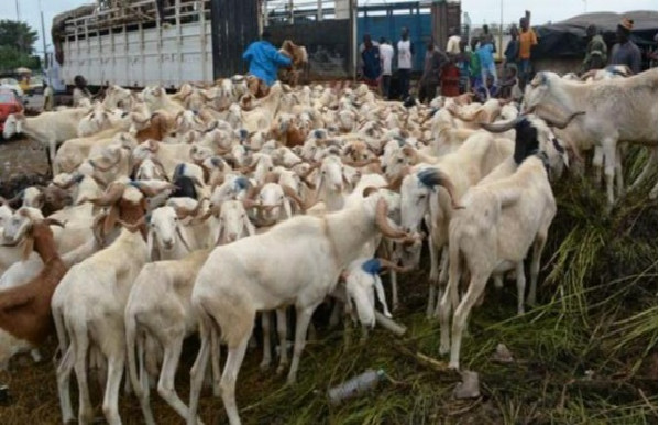 Menace pour la Tabaski : Vers le boycott du transport des moutons