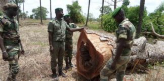 Haïdar El Ali: "Le Sénégal perd 45000 ha de forêts chaque année, les pilleurs ont gagné 140 milliards en...