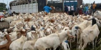 Tabaski 2021 : Le marché sera bien approvisionné en moutons d'après le directeur du Commerce intérieur