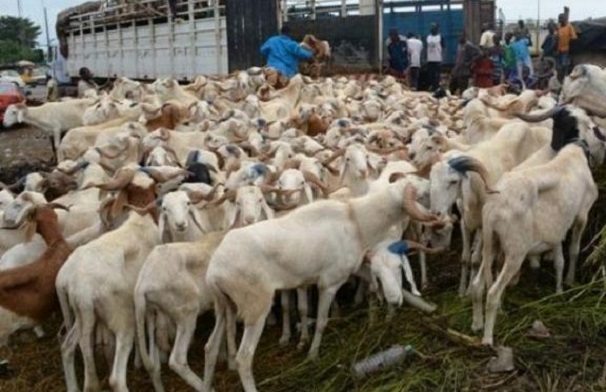 Tabaski 2021 : Le marché sera bien approvisionné en moutons d'après le directeur du Commerce intérieur