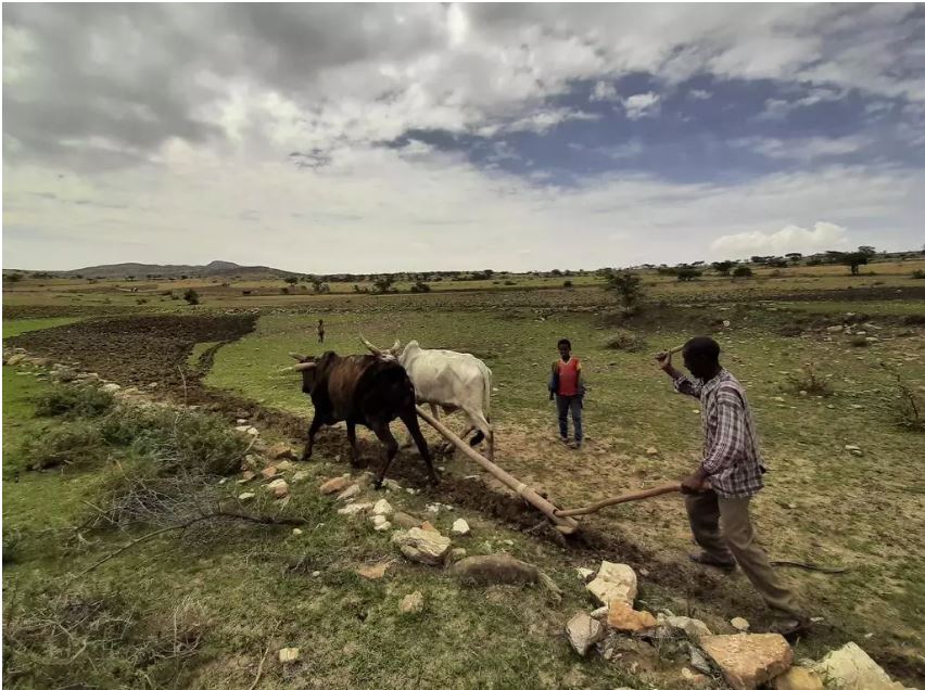 Tigré: les forces rebelles sont entrées dans Mekele, l'Éthiopie décrète un cessez-le-feu