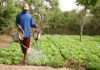 Agriculture: Le SYNTTAS annonce une grève de 10 jours