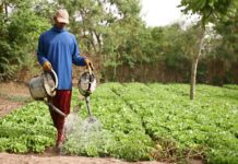 Agriculture: Le SYNTTAS annonce une grève de 10 jours