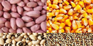 Monopole des multinationales sur les productions de semences: A Sédhiou, les organisations paysannes dénoncent