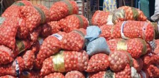 Mévente de 30 000 tonnes d’oignons : Les producteurs tirent la sonnette d’alarme