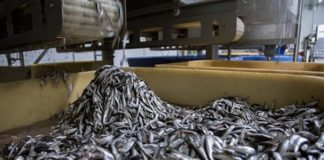 Usine de Poisson Omega Pelagic À Sandiara (Mbour) : Des travailleurs licenciés, le directeur traîné en justice