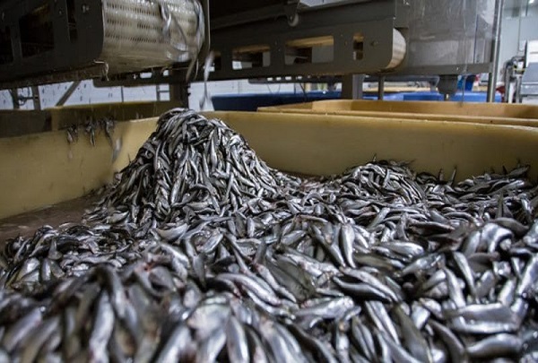 Usine de Poisson Omega Pelagic À Sandiara (Mbour) : Des travailleurs licenciés, le directeur traîné en justice