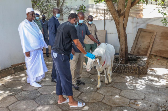 Tabaski et Coronavirus: 3969 cas et 32 décès en 10 jours, une marinade pimentée à portée de...