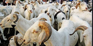 Cent trente mille moutons déjà disponibles à Diourbel