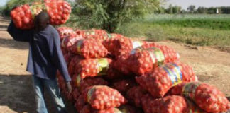 Oignons: Les producteurs sollicitent l’aide de l’Etat