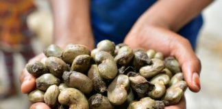 Anacarde: Ziguinchor, moteur des exportations sénégalaises malgré la Covid-19