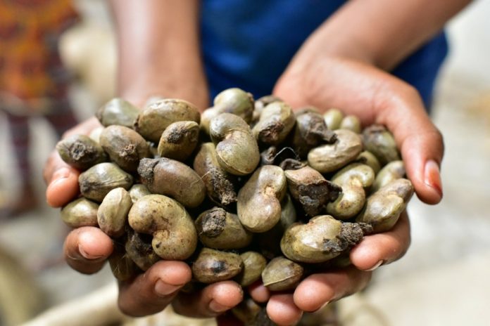 Anacarde: Ziguinchor, moteur des exportations sénégalaises malgré la Covid-19