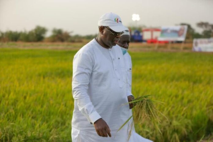 Auto­suffisance alimentaire – Macky Sall : “Nous avons trouvé là, le modèle qu’il nous fallait…”