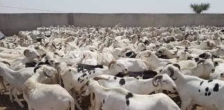 Mouton de Tabaski : Vendeurs et clients ne parlent le même langage