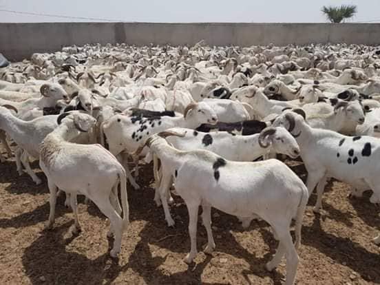 Mouton de Tabaski : Vendeurs et clients ne parlent le même langage