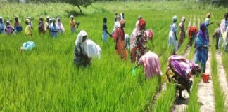 Reprise des pluies a Linguère : L'espoir renaît chez le monde paysan